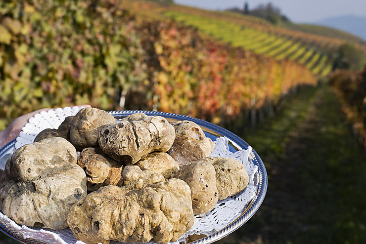 La truffe blanche de Villeneuve-sur-Vère